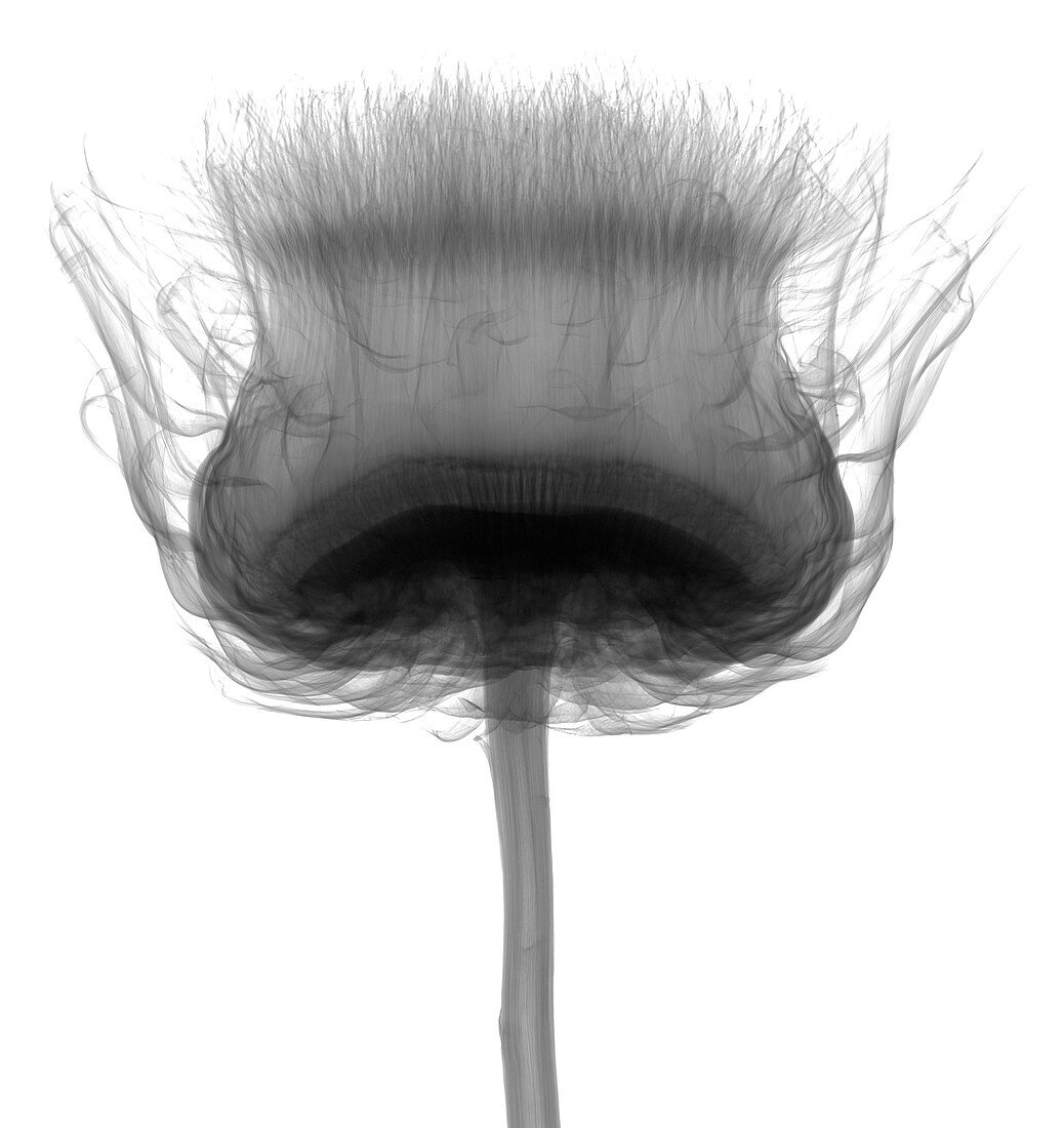 Thistles (Carlina sp.), X-ray