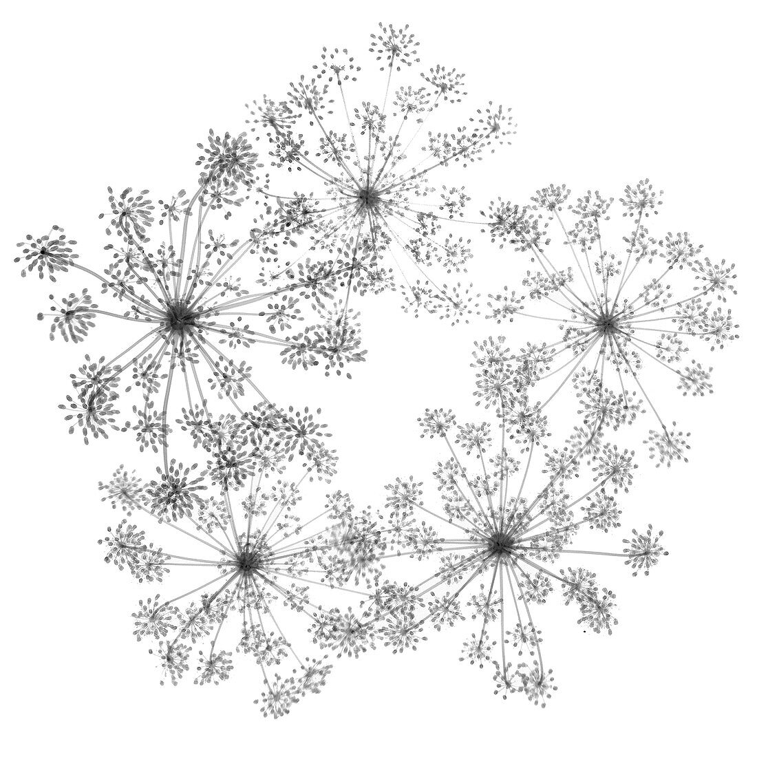 Cow parsley (Anthriscus sylvestris), X-ray