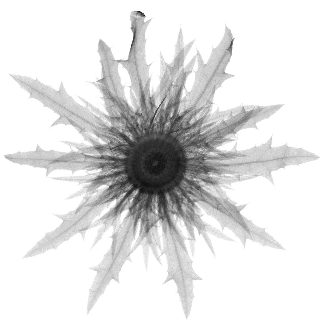 Sea holly (Eryngium sp.), X-ray