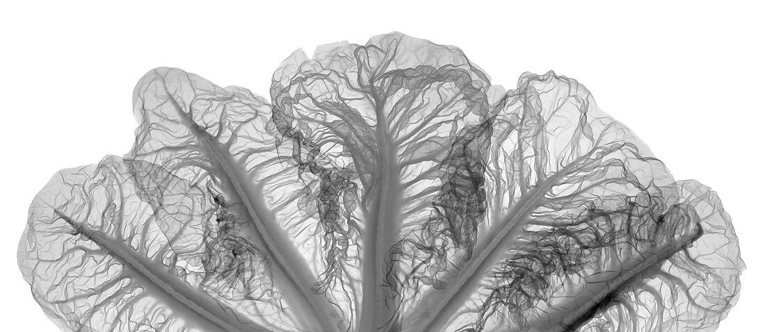 Crest cabbage (Brassica sp.), X-ray
