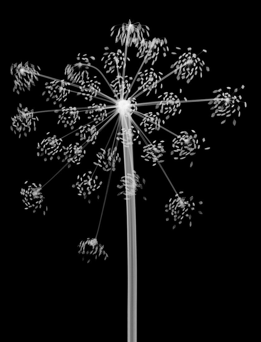 Cow parsley (Anthriscus sylvestris), X-ray