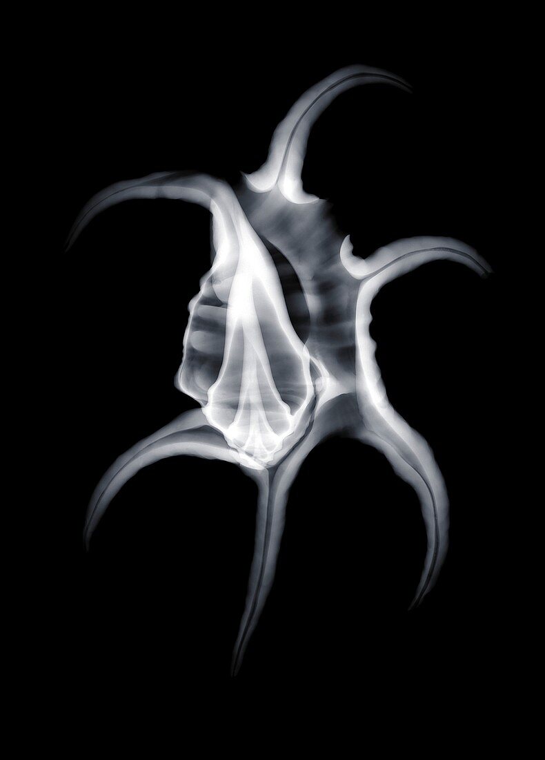 Bubble shell (Aporrhais serresianus), X-ray