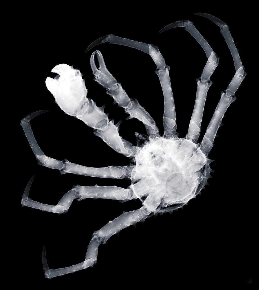 Spider crab (Maja squinado), X-ray