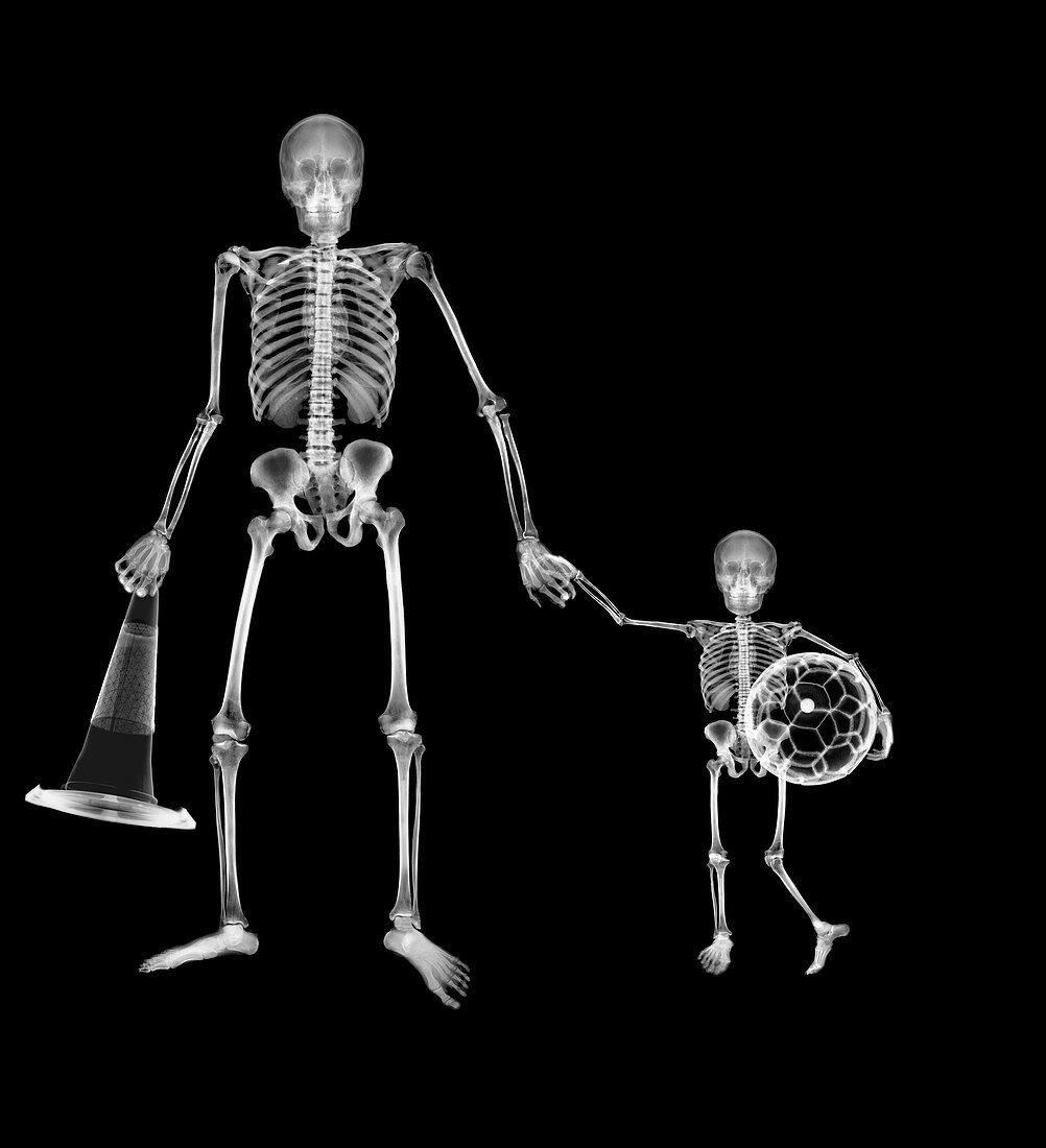 Adult skeleton taking child skeleton to football, X-ray