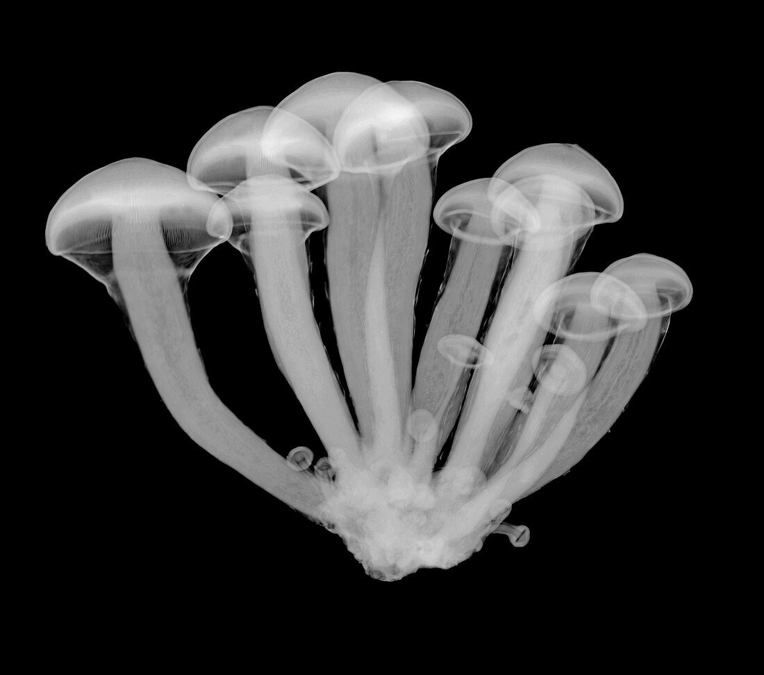 Magic mushrooms, X-ray
