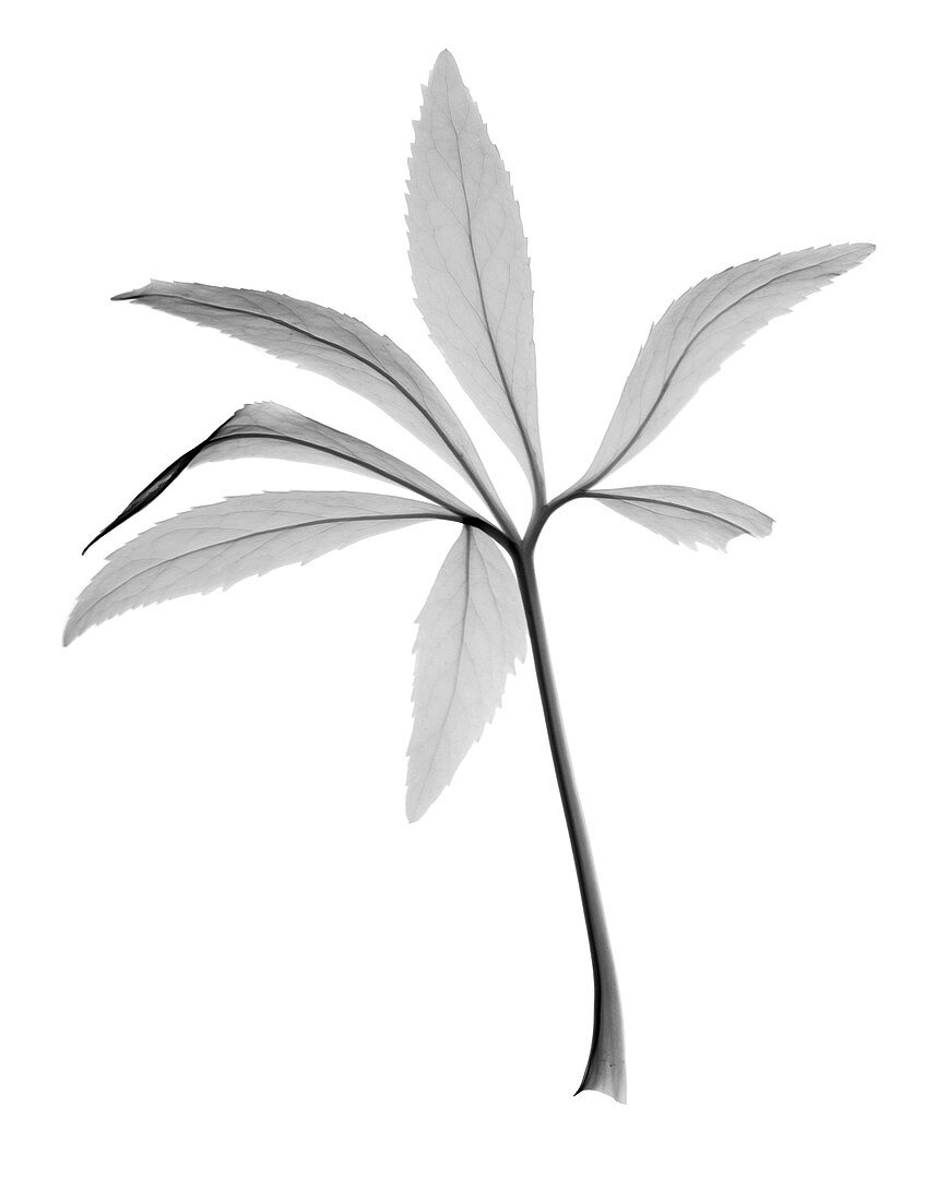 Christmas rose (Helleborus sp.), X-ray