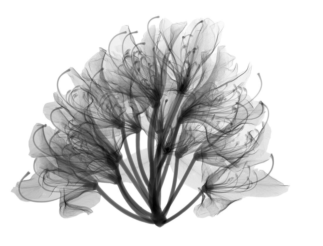 Azalea (Rhododendron sp.), X-ray