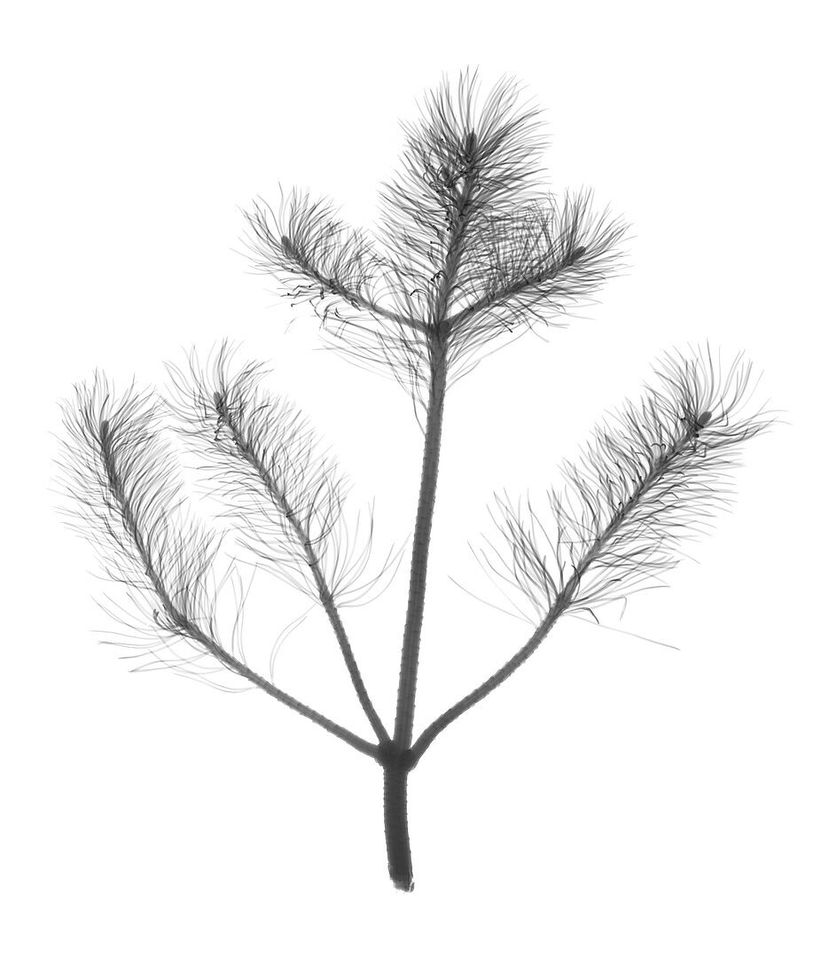 Pine (Pinus sp.), X-ray