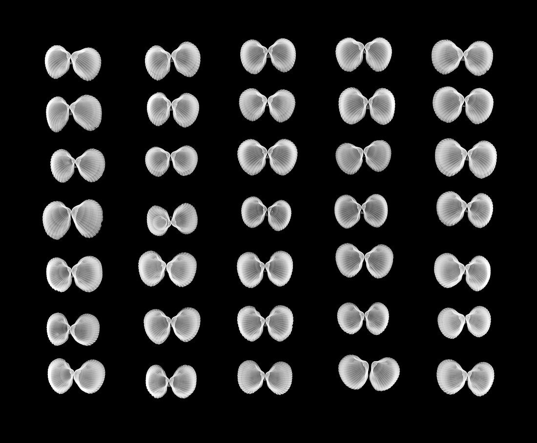 Open shells that look like butterflies, X-ray