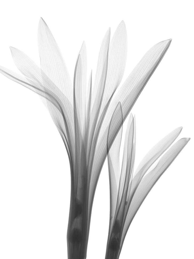 Tulip (Tulipa sp.), X-ray