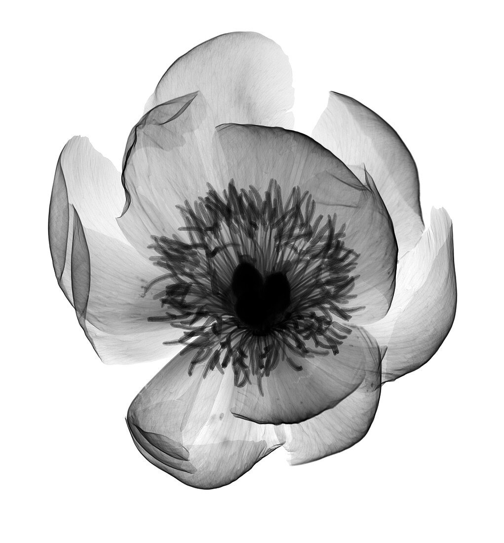 Peony (Paeonia sp.), X-ray