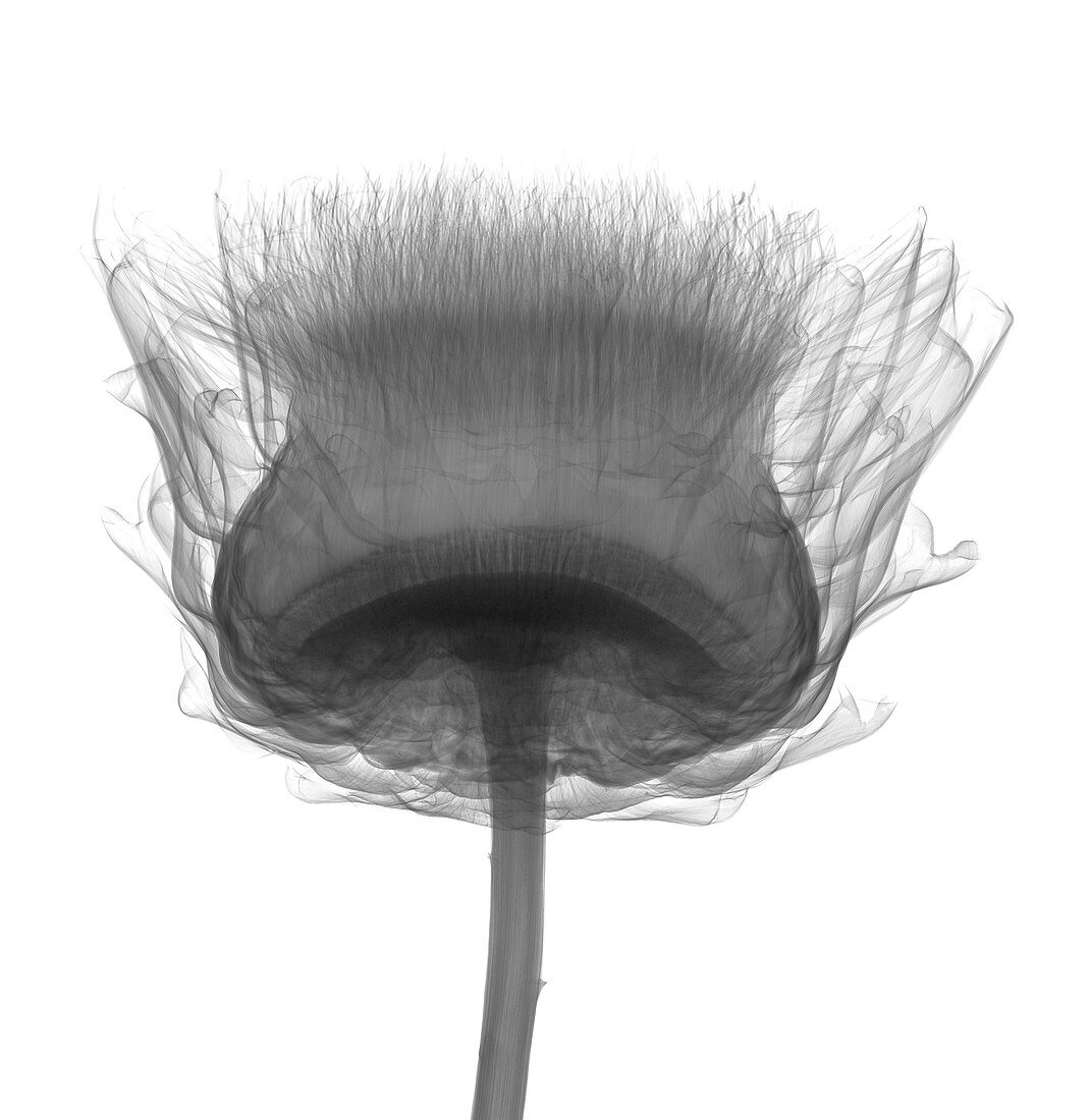 Thistle (Carlina sp.), X-ray