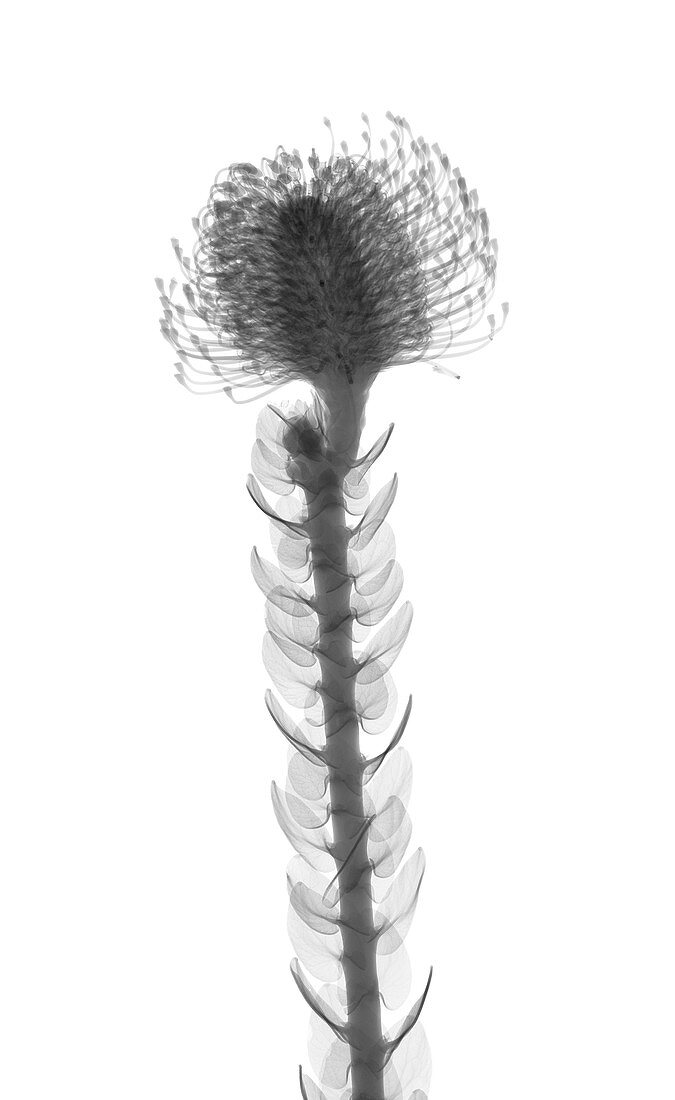 Pincushions (Leucospermum sp.), X-ray