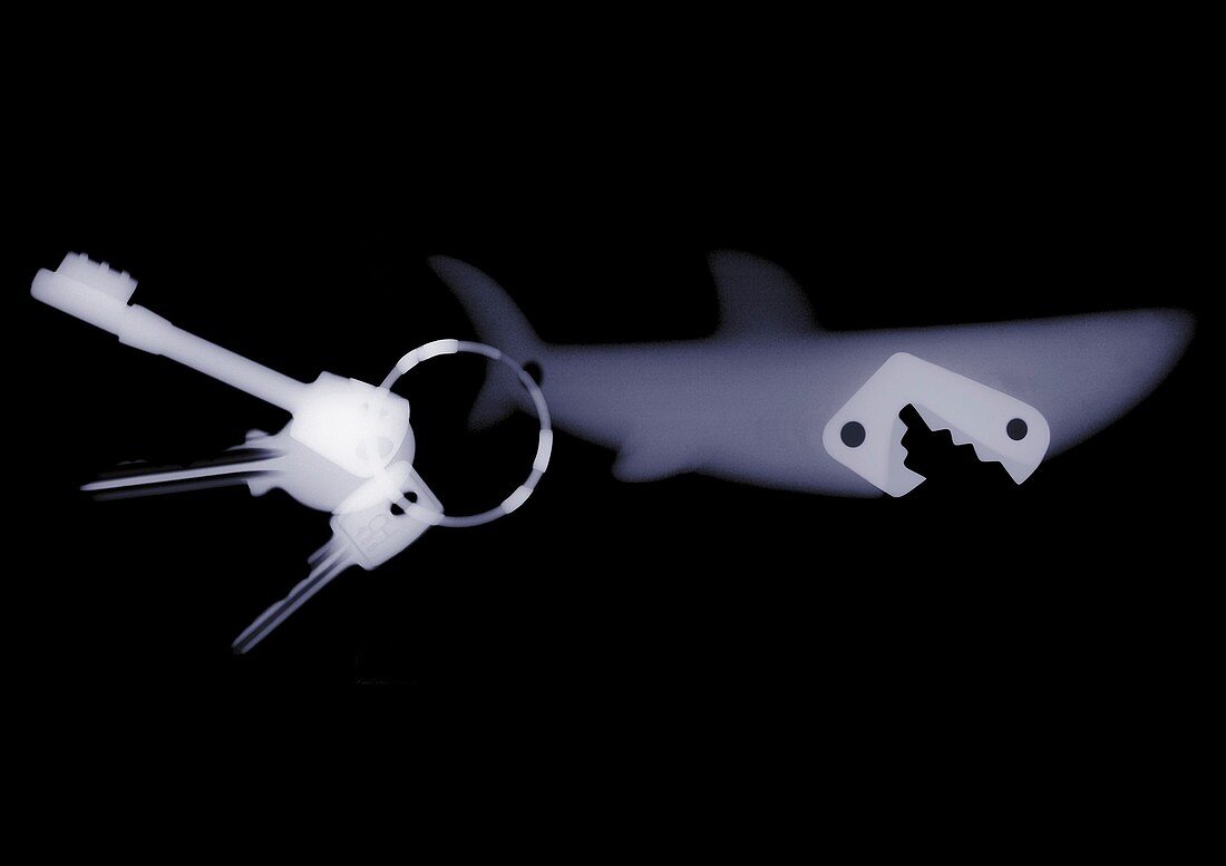 Shark key ring and keys, X-ray