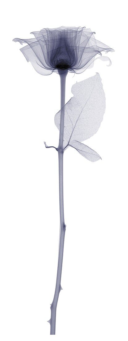 Rose with a long stem and one leaf, X-ray
