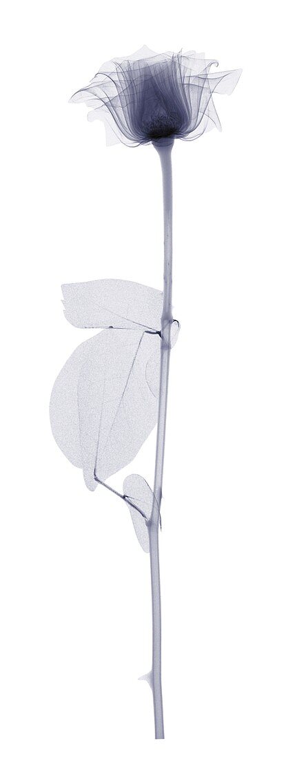 Rose with a long stem and three leaves, X-ray