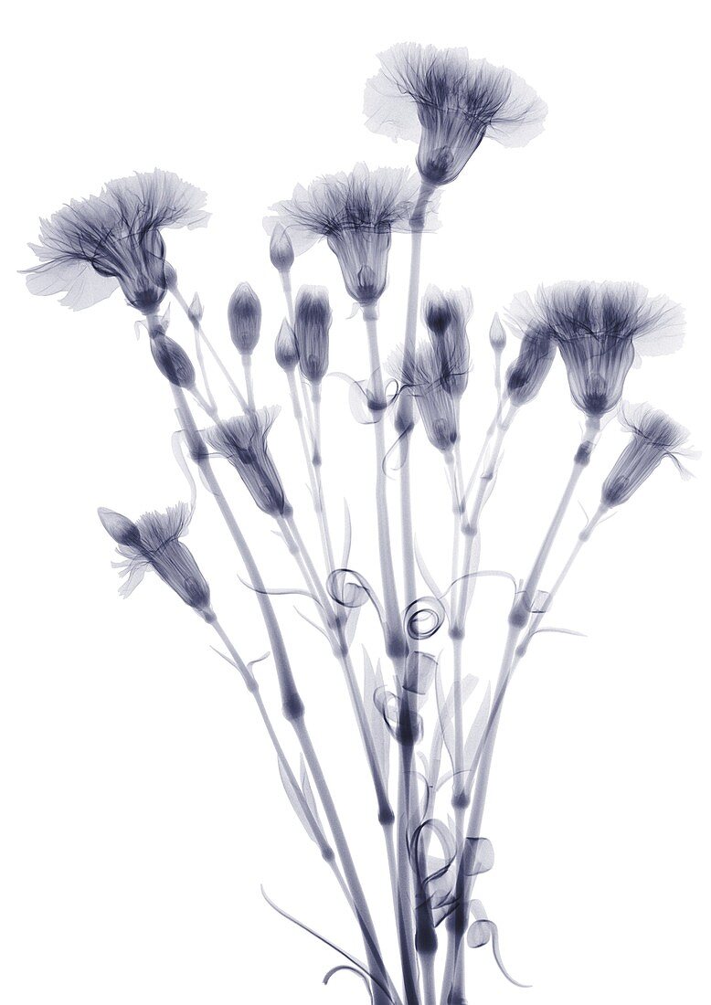 Bundle of flowers (Dianthus sp.), X-ray