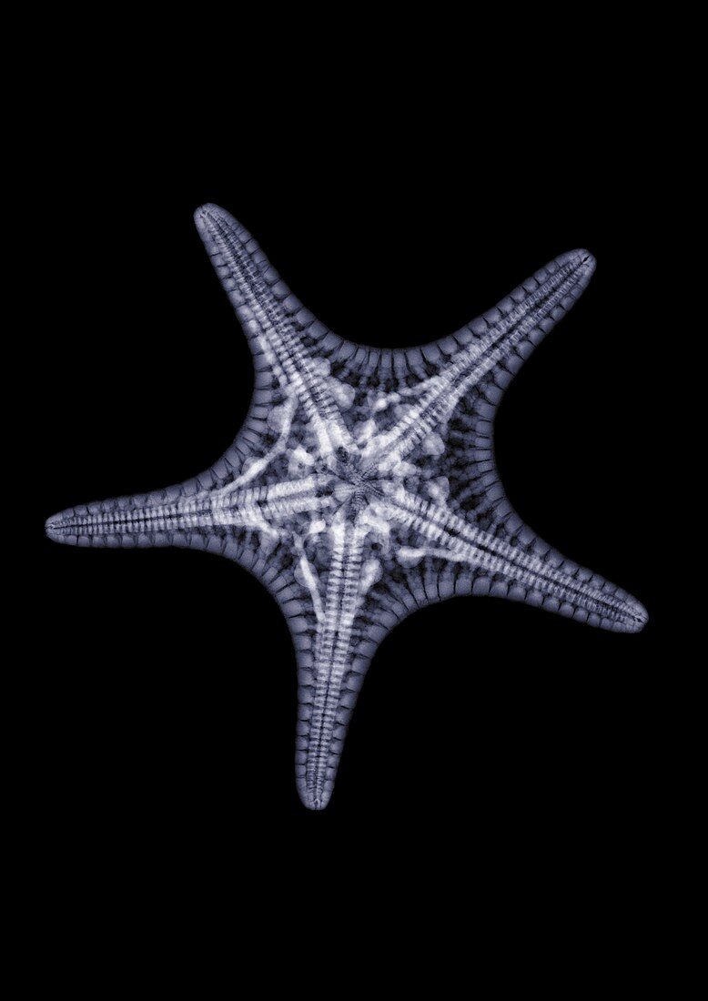 Starfish, X-ray