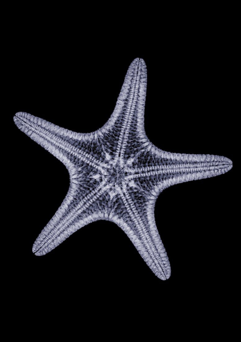 Starfish, X-ray