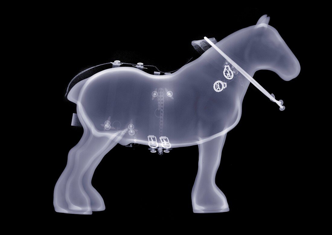 Toy shire horse, X-ray
