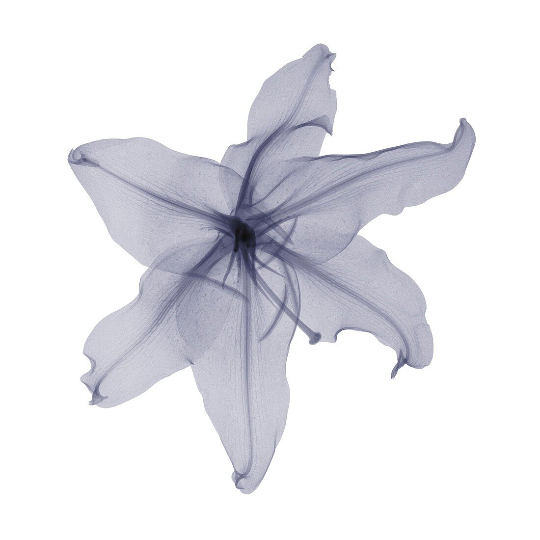 Lily, X-ray