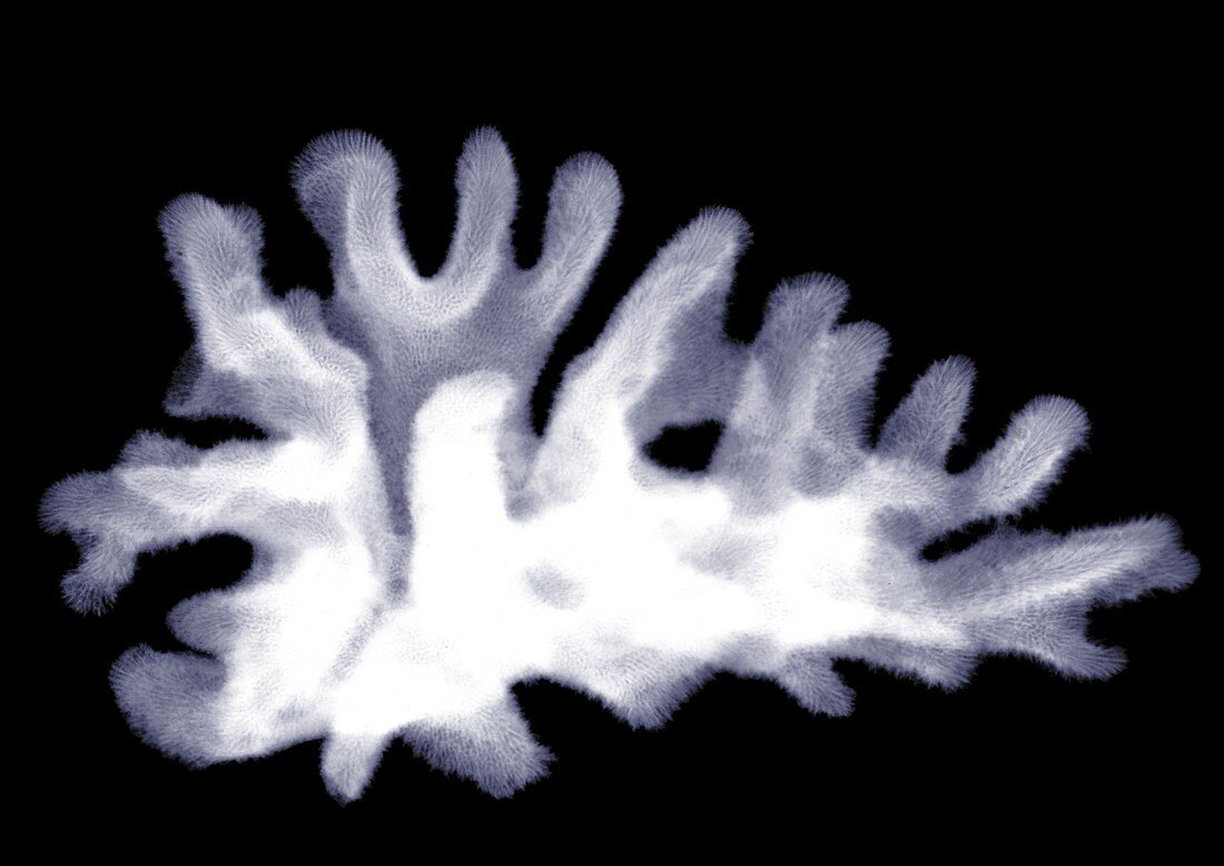 Coral, X-ray