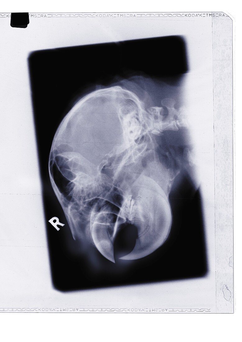 Parrot head and beak, X-ray