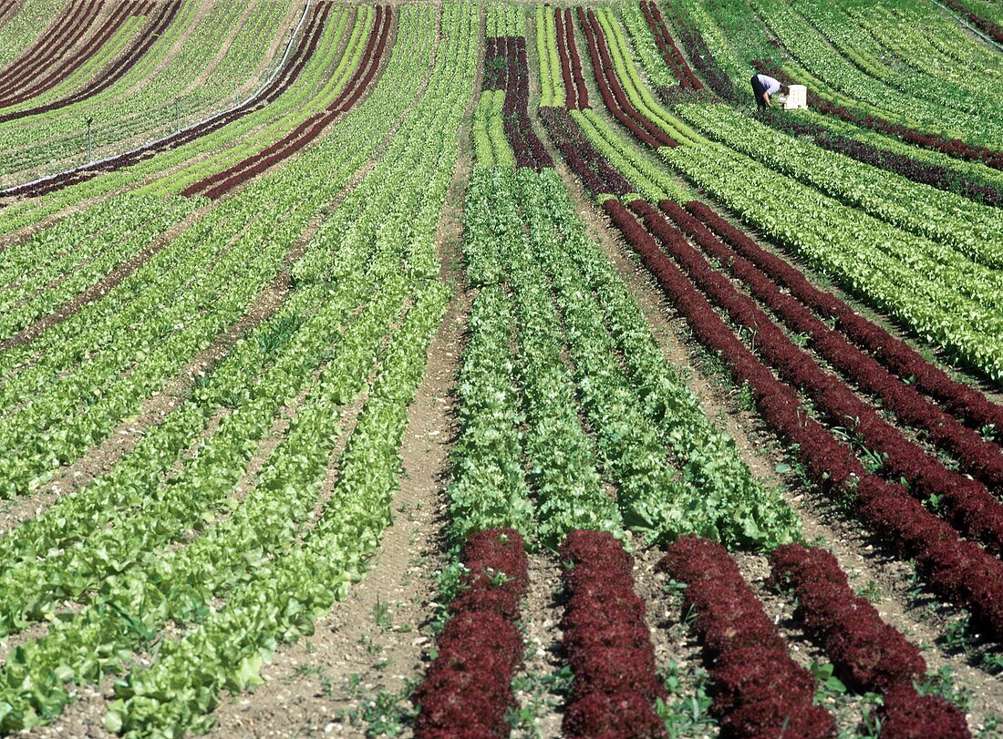 Lettuce field with Lollo rosso and green lettuce