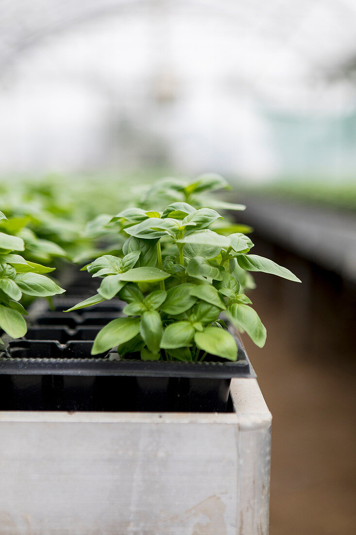 Young basil plants in a green house