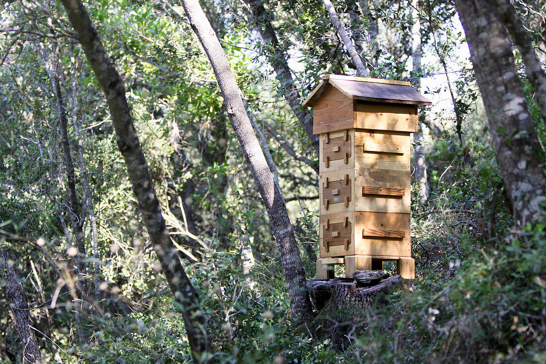 Französischer Warré-Bienenstock im Eichenwald (Spanien)