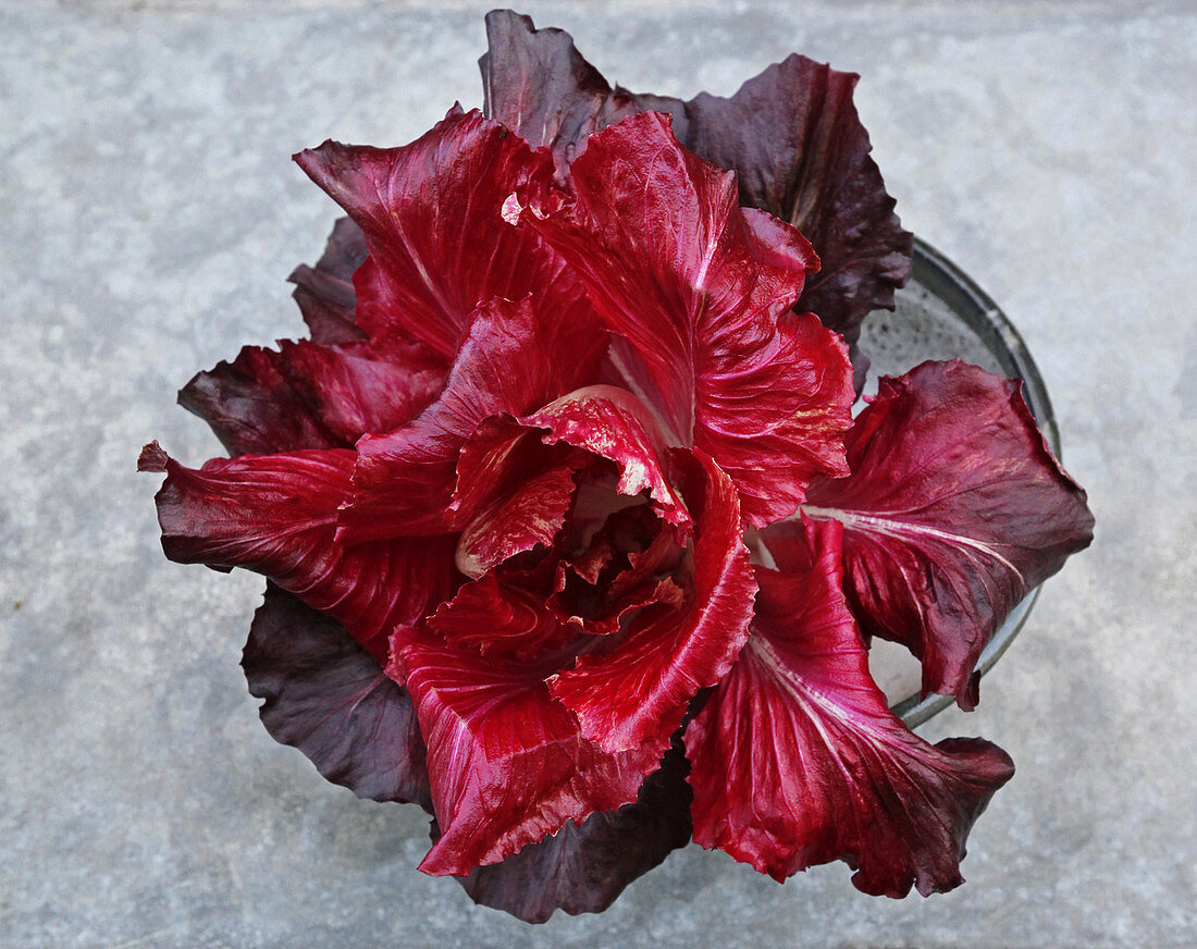 Radicchio der Sorte 'La Rosa di Padova'