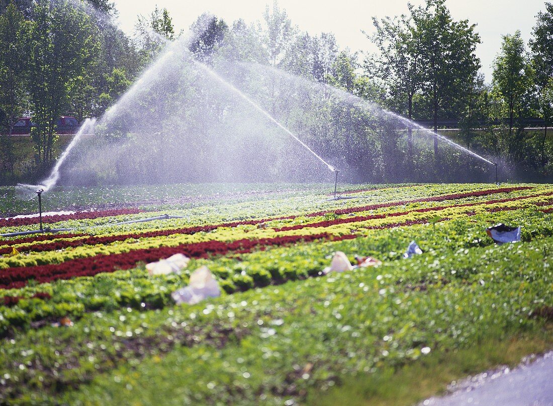 Salatfeld mit Wassersprengern