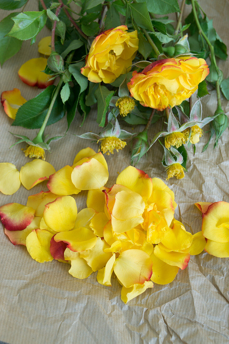 Petals and flowers of roses