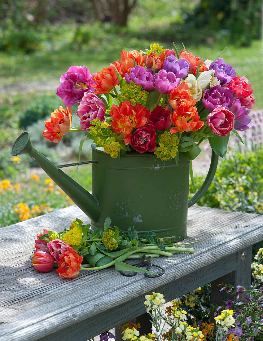 Bouquet of tulips and milkweed in green watering can on bench in garden