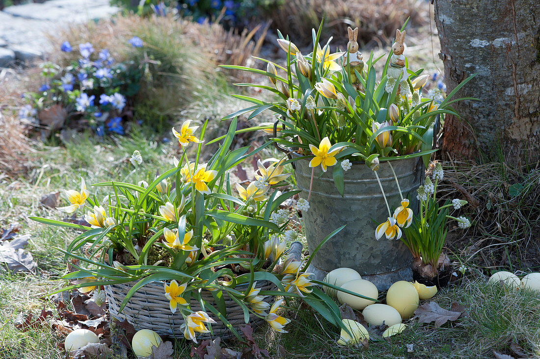 Wild tulips and white grape hyacinths in a basket and zinc bucket, Easter eggs and Easter bunnies as decoration
