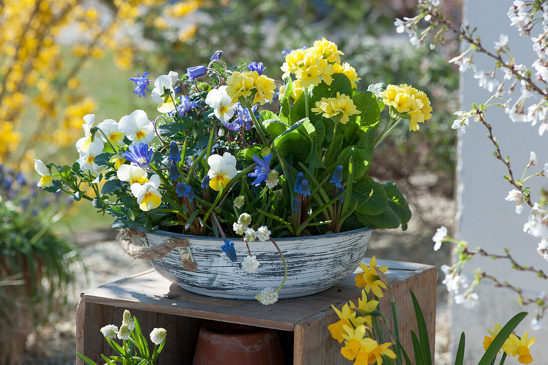 Bowl with cowslips, horned violets, ray anemones and grape hyacinths