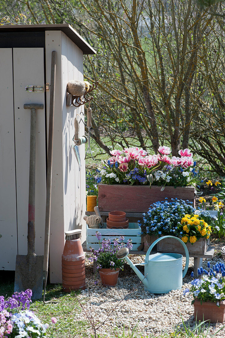 Wooden boxes with tulip 'Toplips', horned violet, grape hyacinth, ray anemone, forget-me-not 'Myomark' and primrose Belarina 'Mandarin', pot with gold lacquer Poem 'Lavender' next to the shed