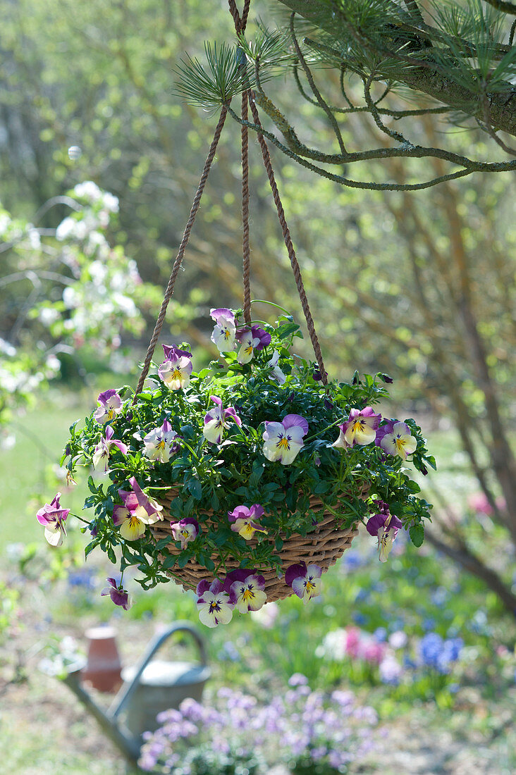Hanging flower basket with horny violets Twix 'Lemon Pink Wing' hung on a tree
