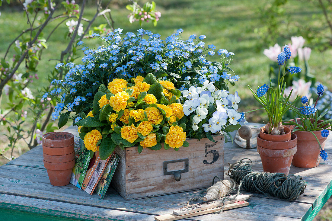 Primrose Belarina 'Mandarin', forget-me-nots 'Myomark' and horned violets in a wooden box, grape hyacinths in a clay pot