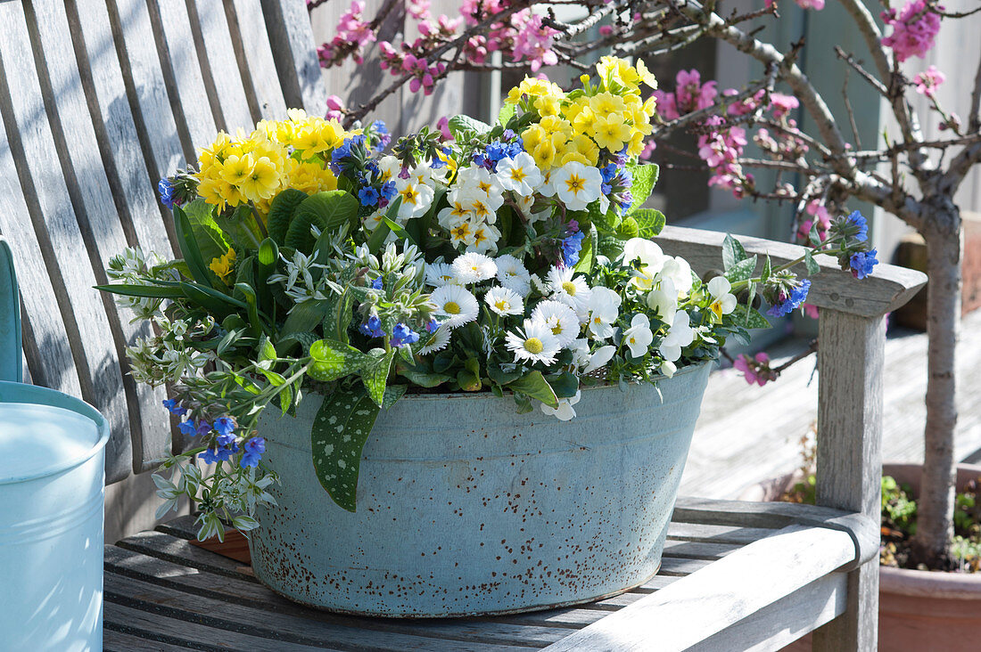 Zinc tub with primroses, lungwort 'Trevi Fountain', Tausendschön, milk star and horned violets