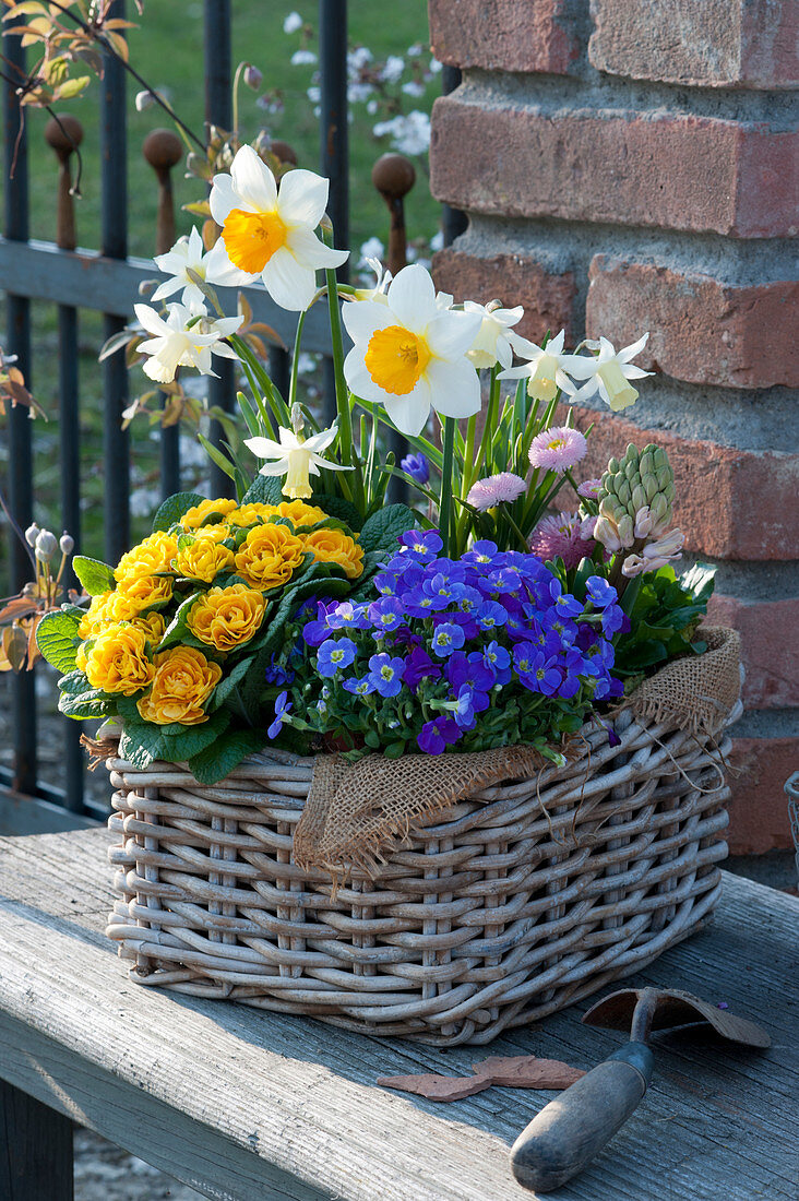 Colorful spring basket with blue cushions, primrose Belarina 'Mandarin', daffodils, hyacinth and daisy's