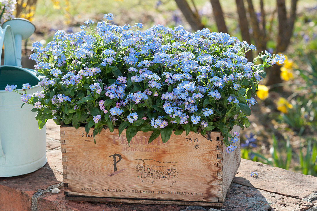 Forget-me-not 'Myomark' in an old wine box