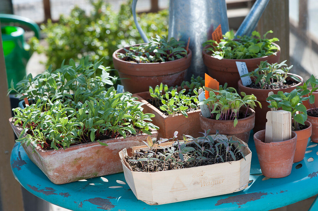 Vegetable and flower seedlings on table in winter garden