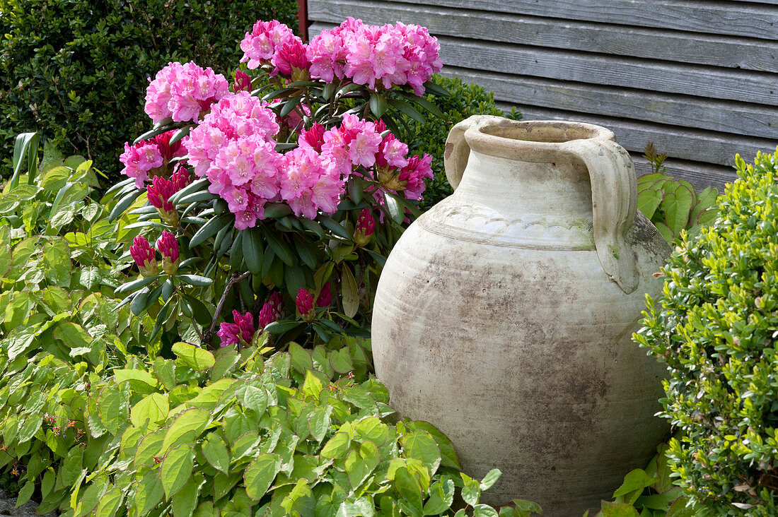 Schattenbeet mit Rhododendron yakushimanum 'Morgenrot' und Elfenblume, Amphore als Dekoration