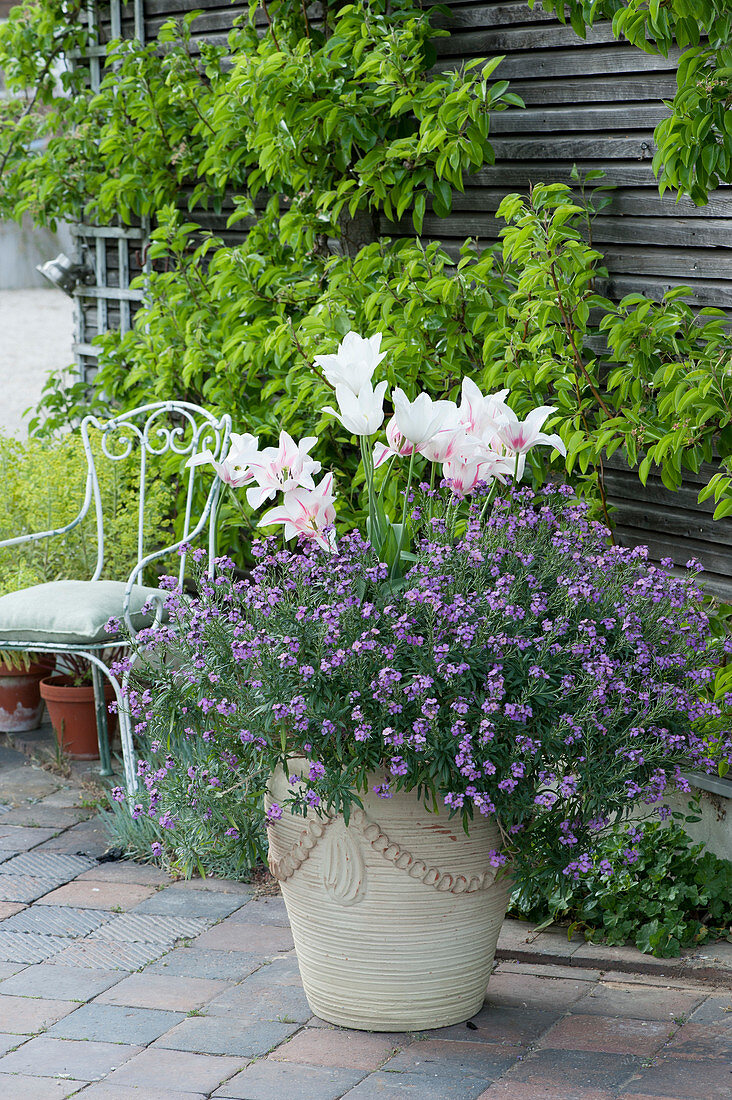 Lilienblütige Tulpen 'Marylin' mit Goldlack Poem 'Lavender' im Kübel