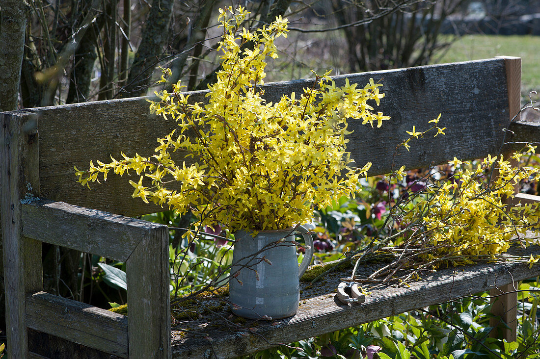 Bouquet from gold bells branches on bench in the garden