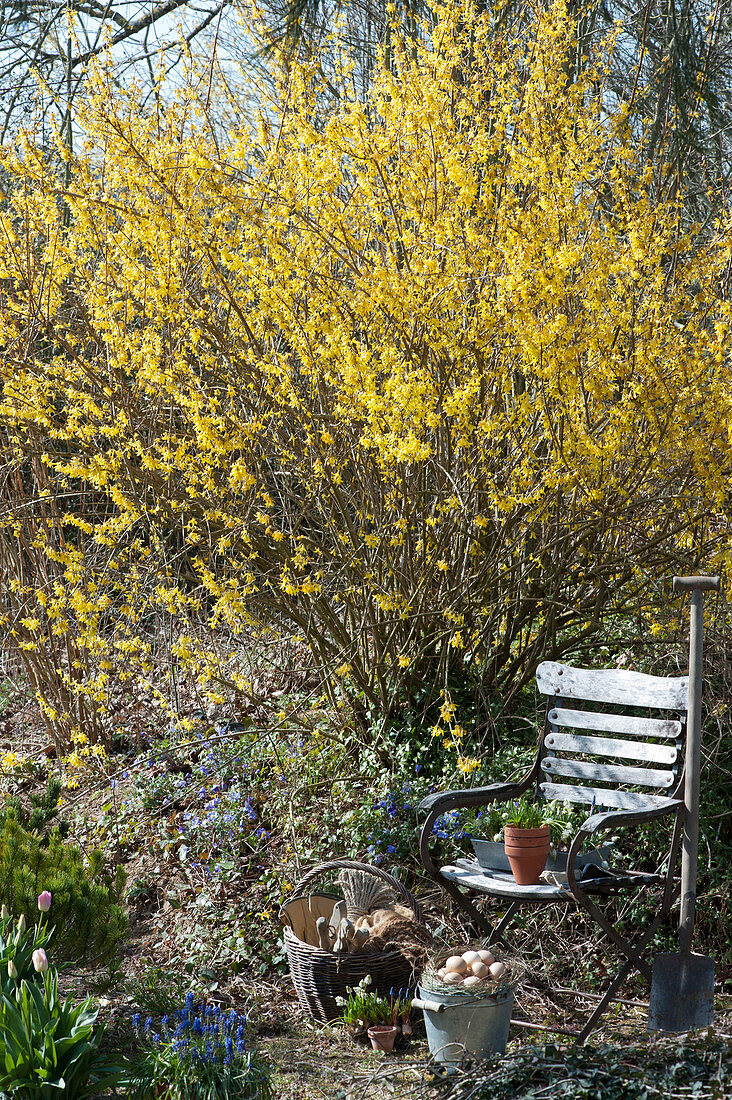 Blühendes Goldglöckchen im Garten, Zinkeimer als Osternest, Gartenstuhl, Korb mit Utensilien und Spaten