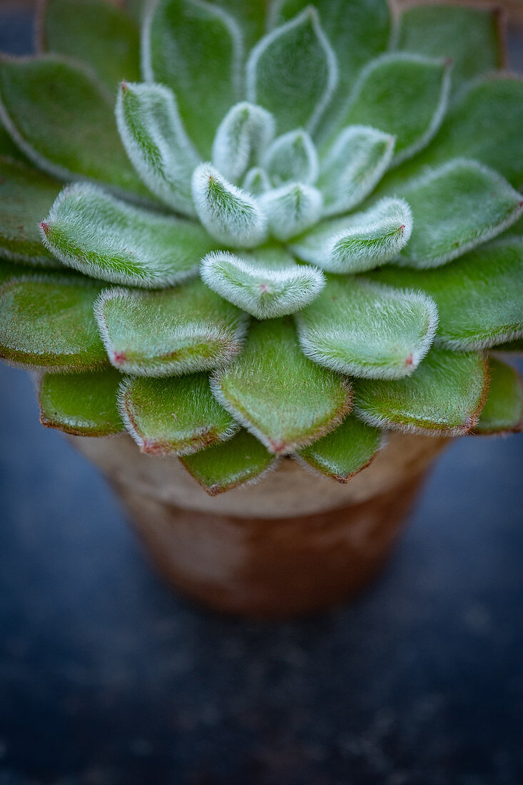 Echeveria 'Doris Taylor'