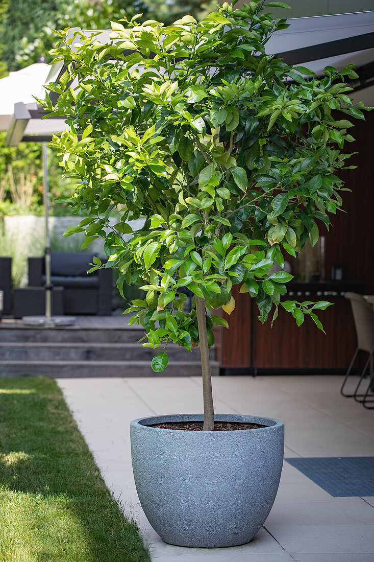 Zitronenbaum auf der Terrasse