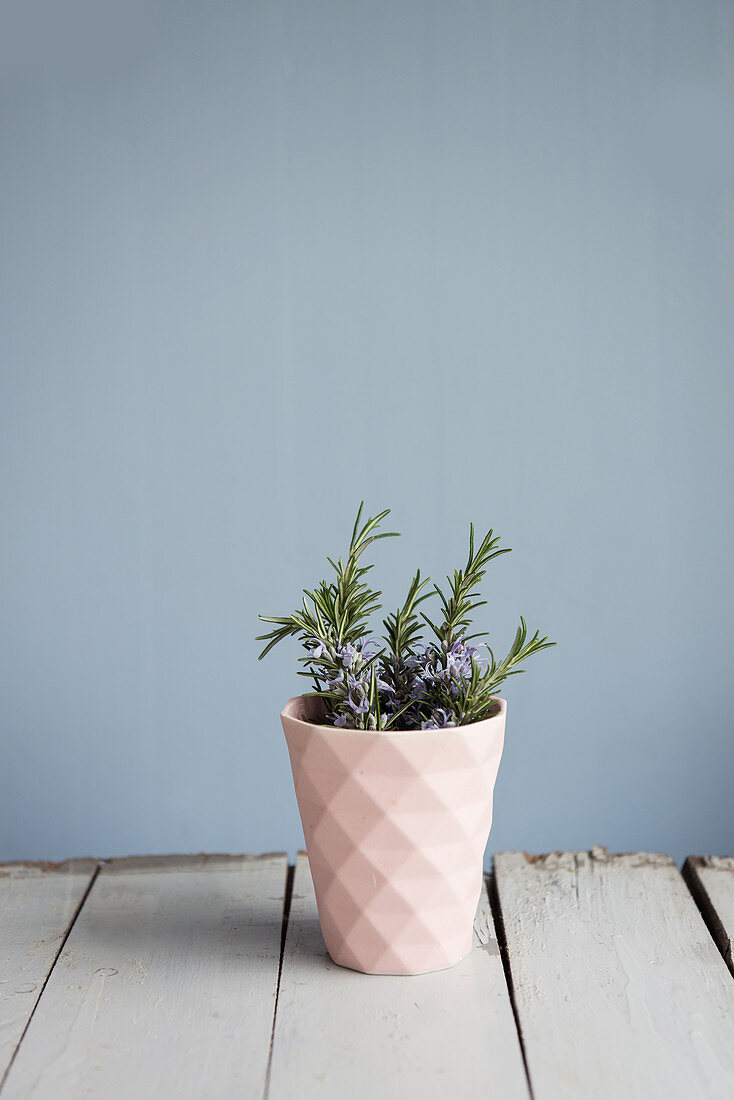 Flowering branches of rosemary in a pink cup